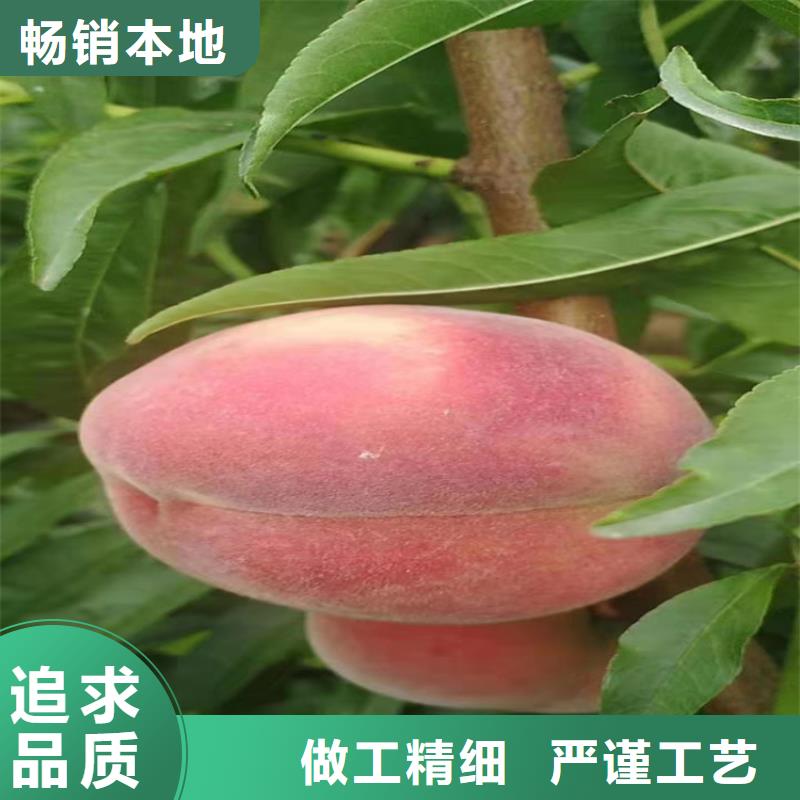 【桃】苹果苗免费询价