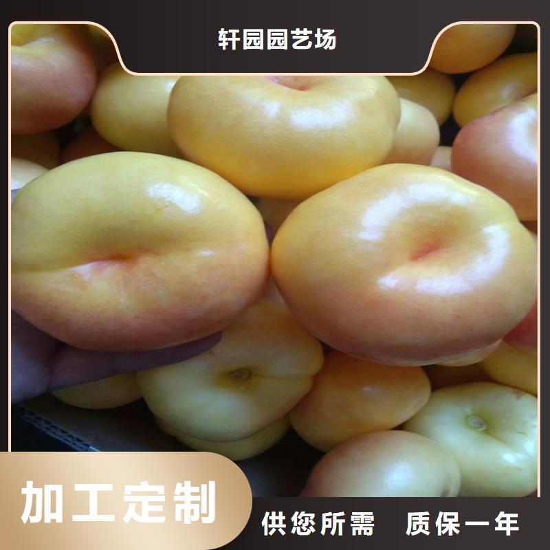 桃北美冬青种类多质量好