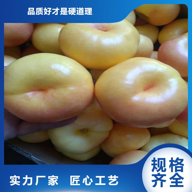 黄桃苗露天种植