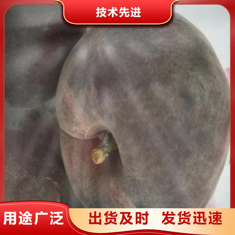 桃,樱桃苗一站式厂家