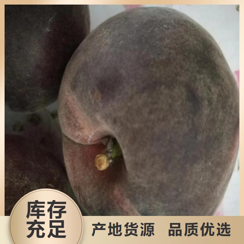 新品种桃树苗现挖苗现发货