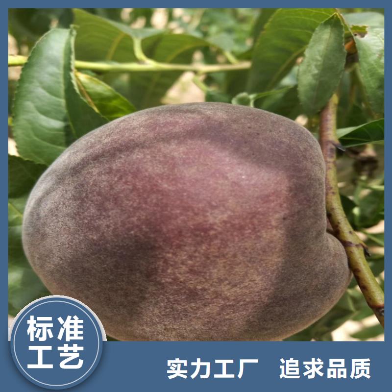 桃梨树苗工期短发货快