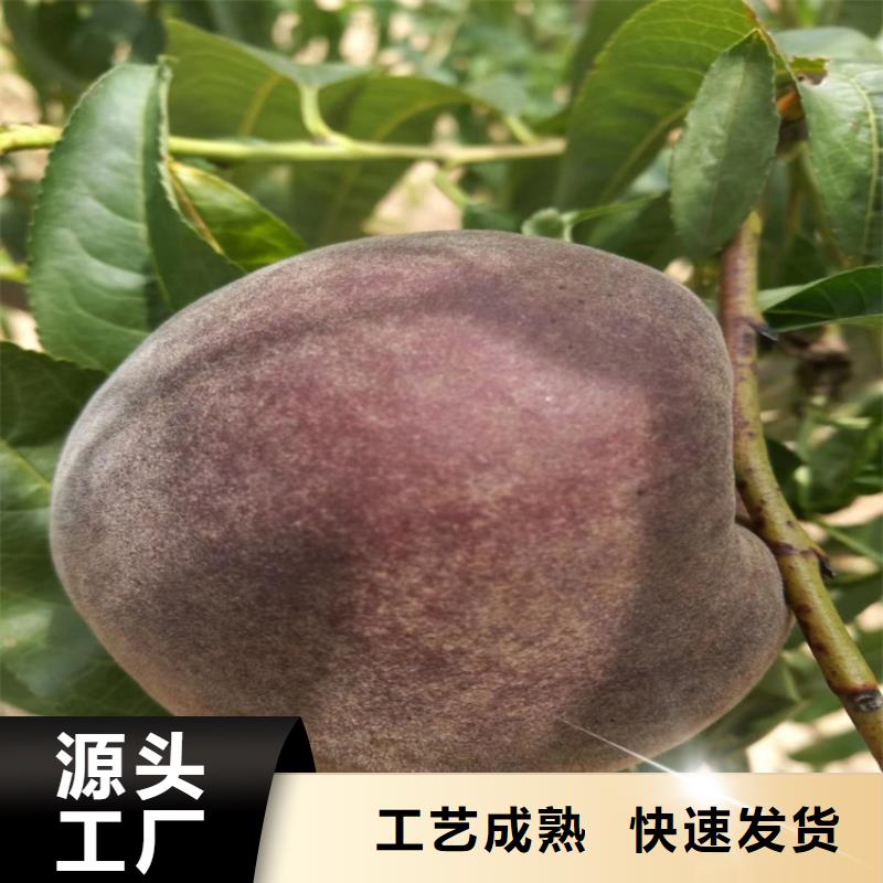 黄桃苗露天种植