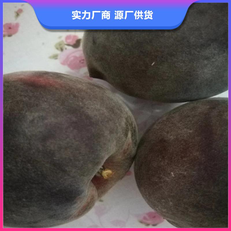 嫁接桃树全国发货/轩园园艺场