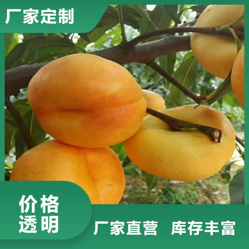 桃北美冬青种类多质量好