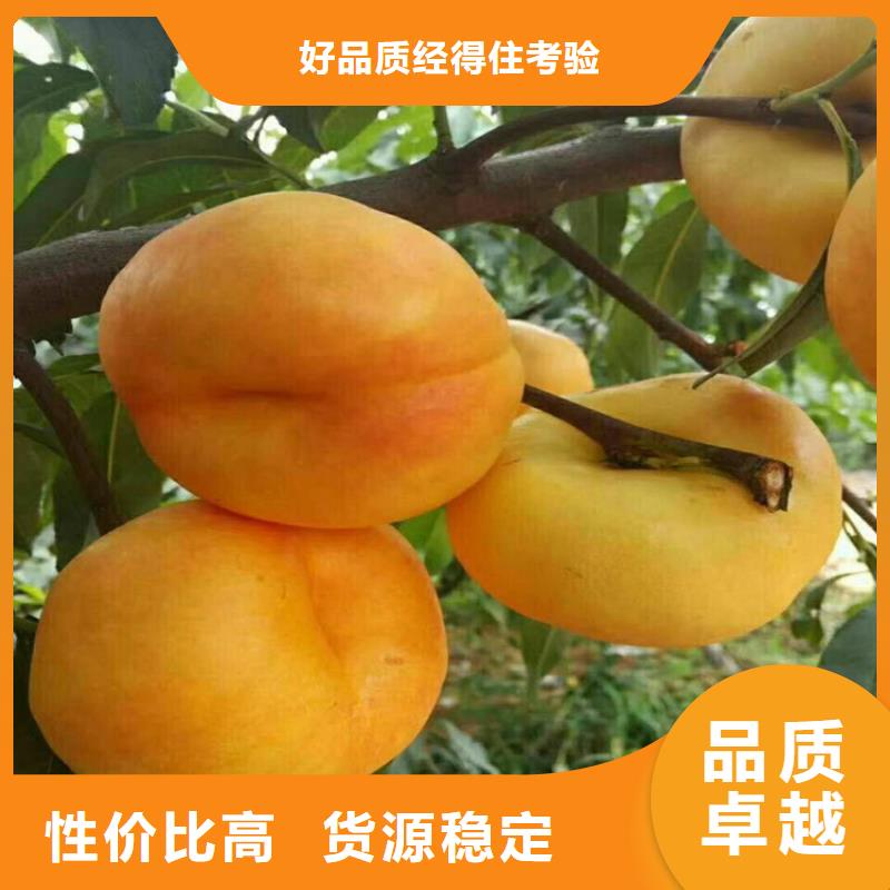 【桃】苹果苗免费询价