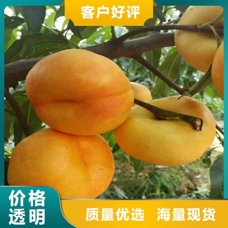 嫁接桃苗种植管理技术襄樊