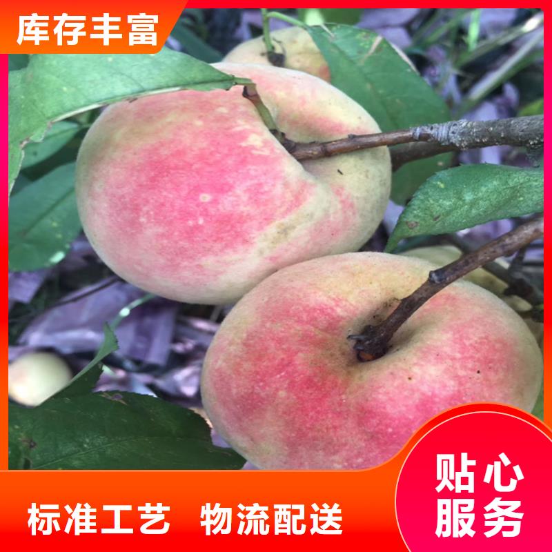 桃李树苗快捷的物流配送