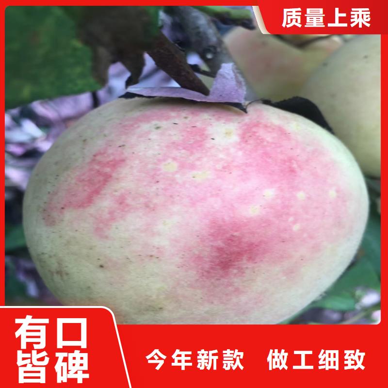 桃,樱桃苗一站式厂家
