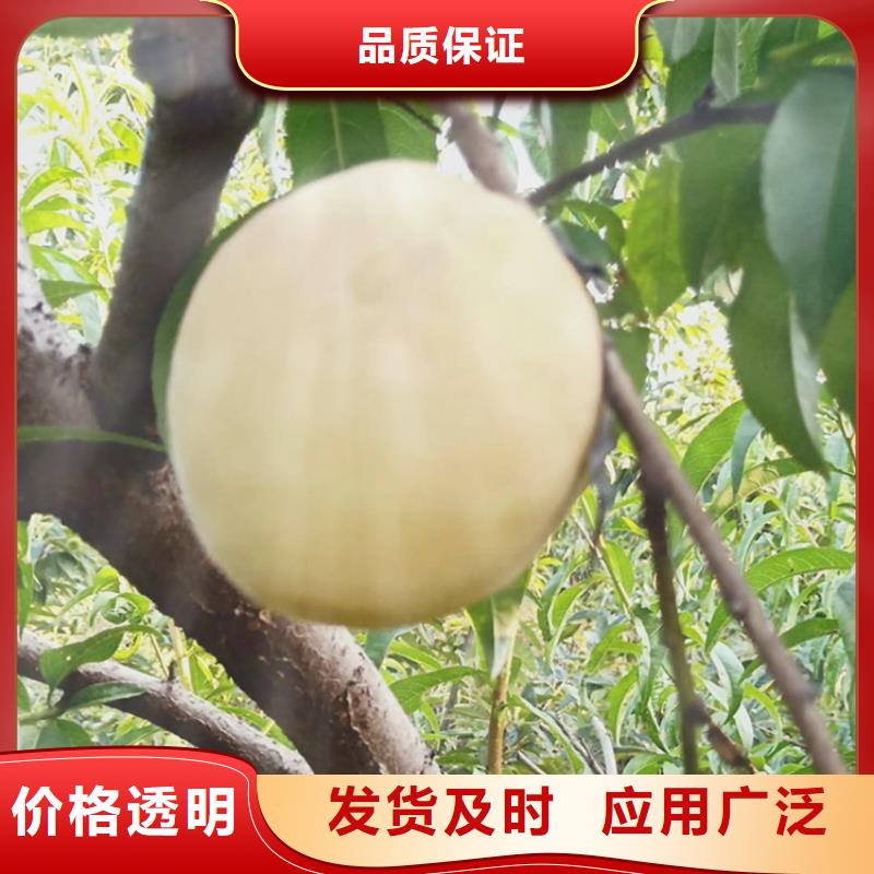 桃梨树苗工期短发货快