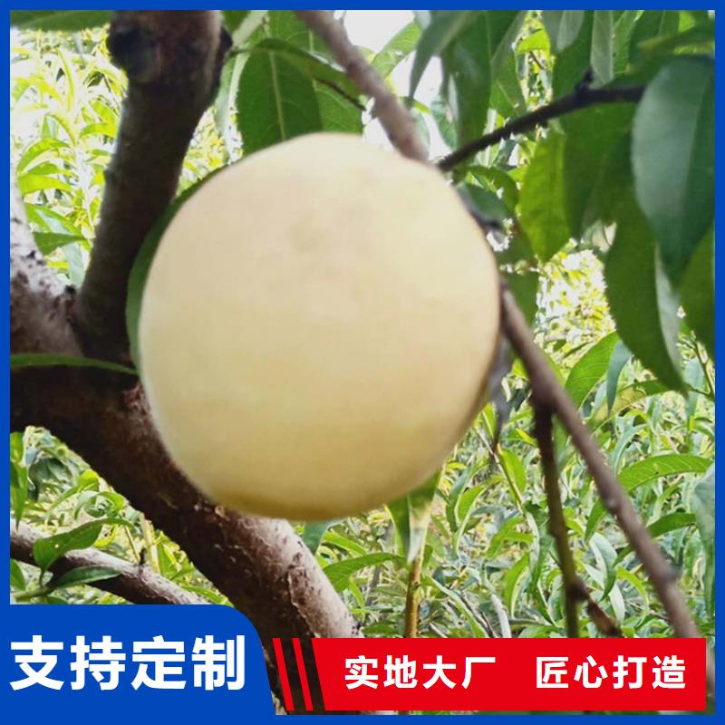 蟠桃树苗适合种植地区/轩园园艺场