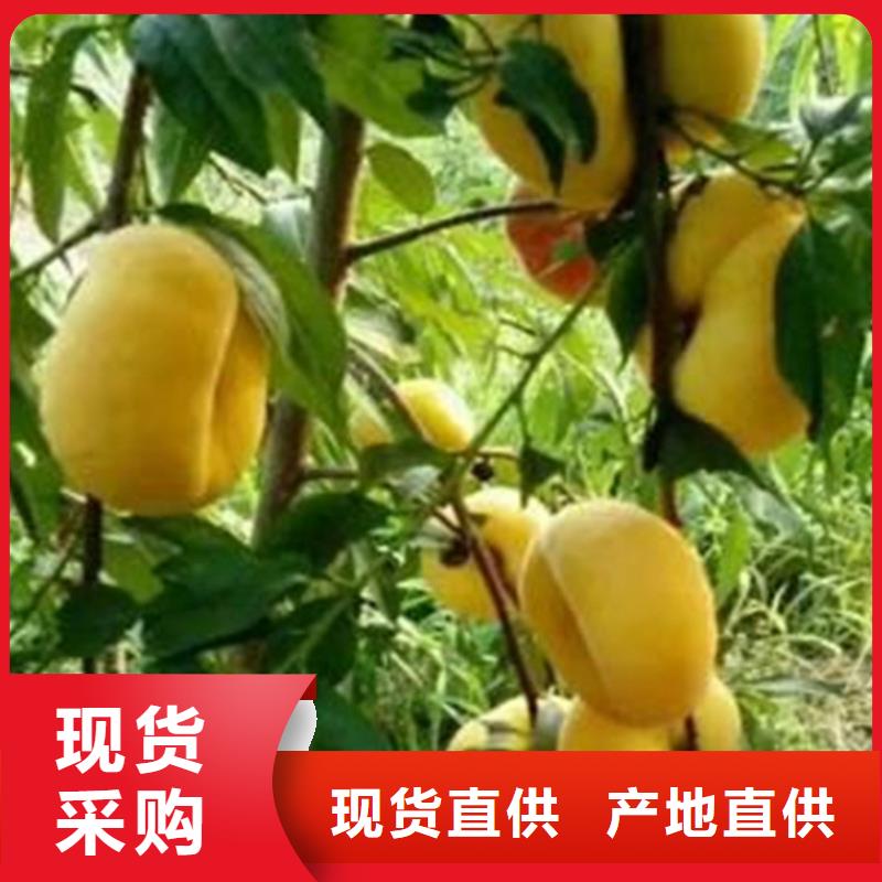 【桃】苹果苗免费询价