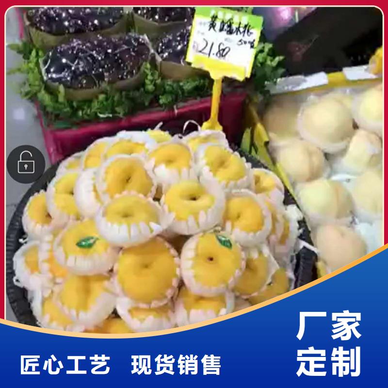 桃北美冬青种类多质量好