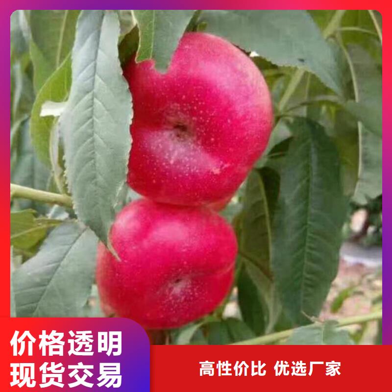 新品种桃树苗现挖苗现发货