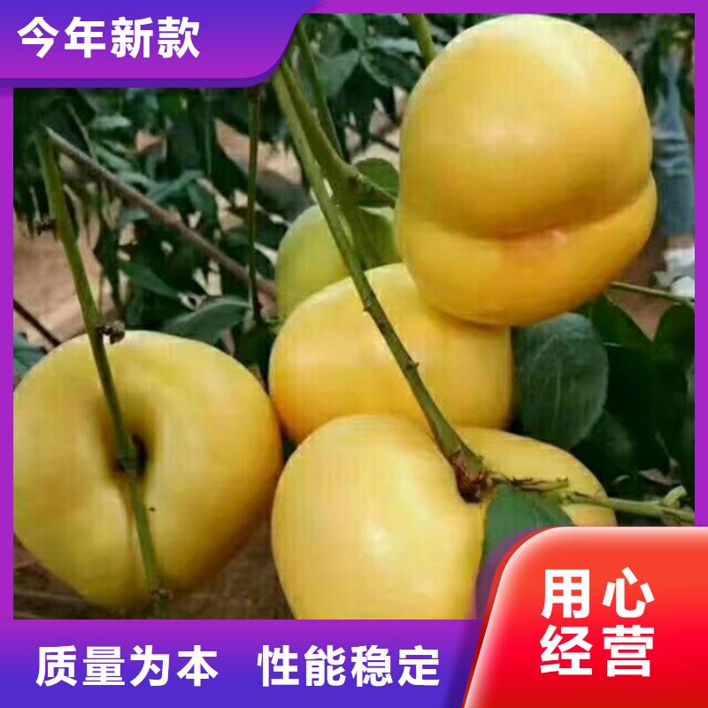 桃猕猴桃苗质优价廉