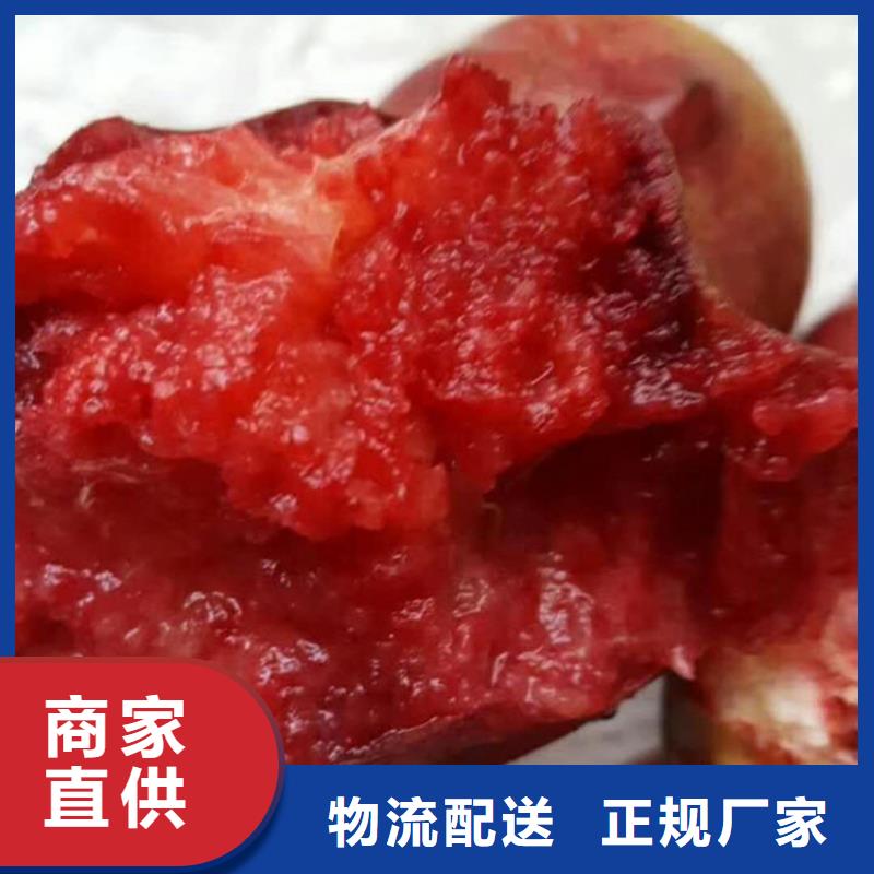 【桃】苹果苗精工制作