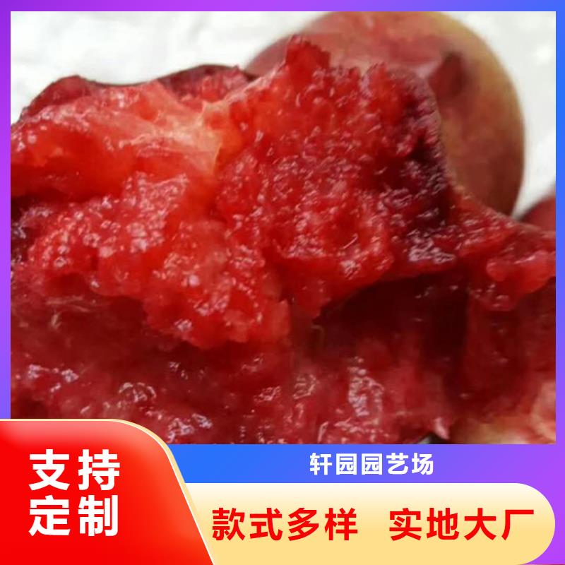 桃苹果苗厂家直销规格多样
