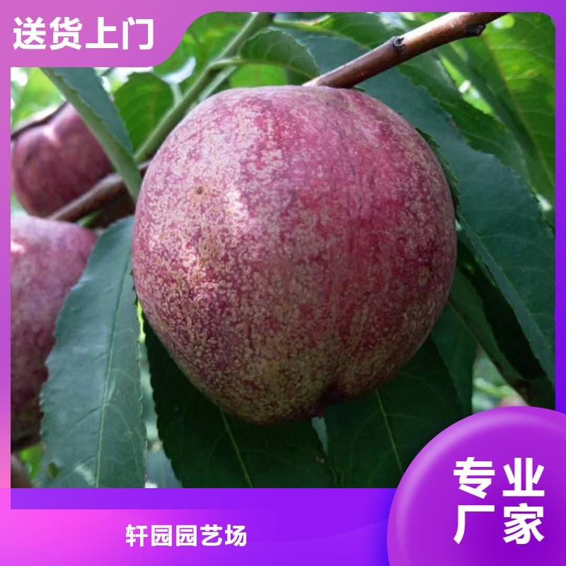 黄桃苗量大从优