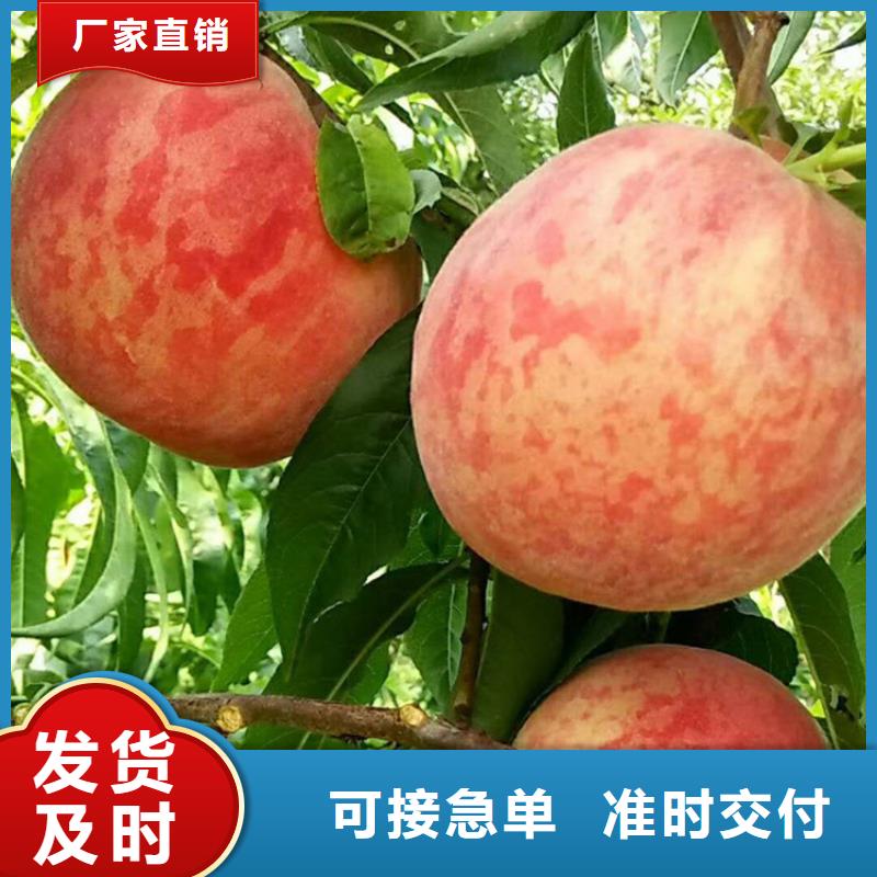 桃【石榴树】精挑细选好货