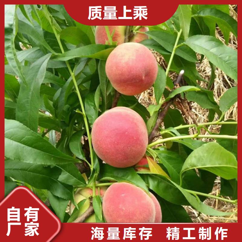 桃猕猴桃苗质优价廉