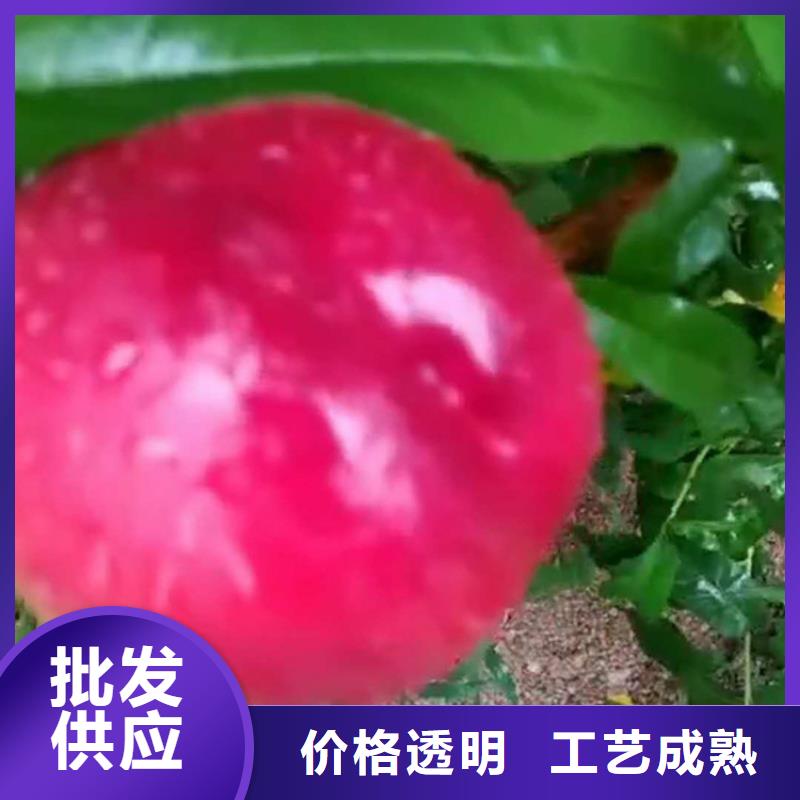 黄桃苗露天种植