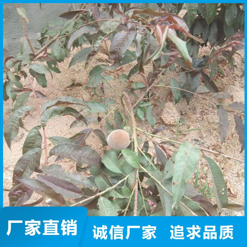 【桃】苹果苗免费询价