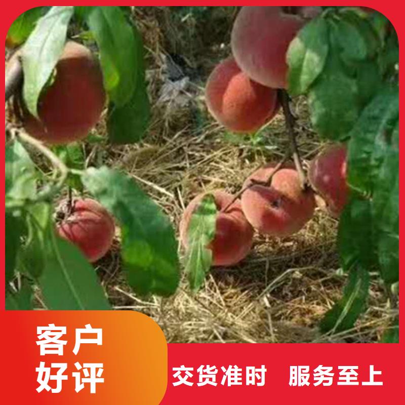 桃北美冬青种类多质量好