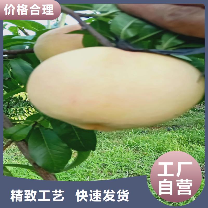 黑桃树苗批发价格