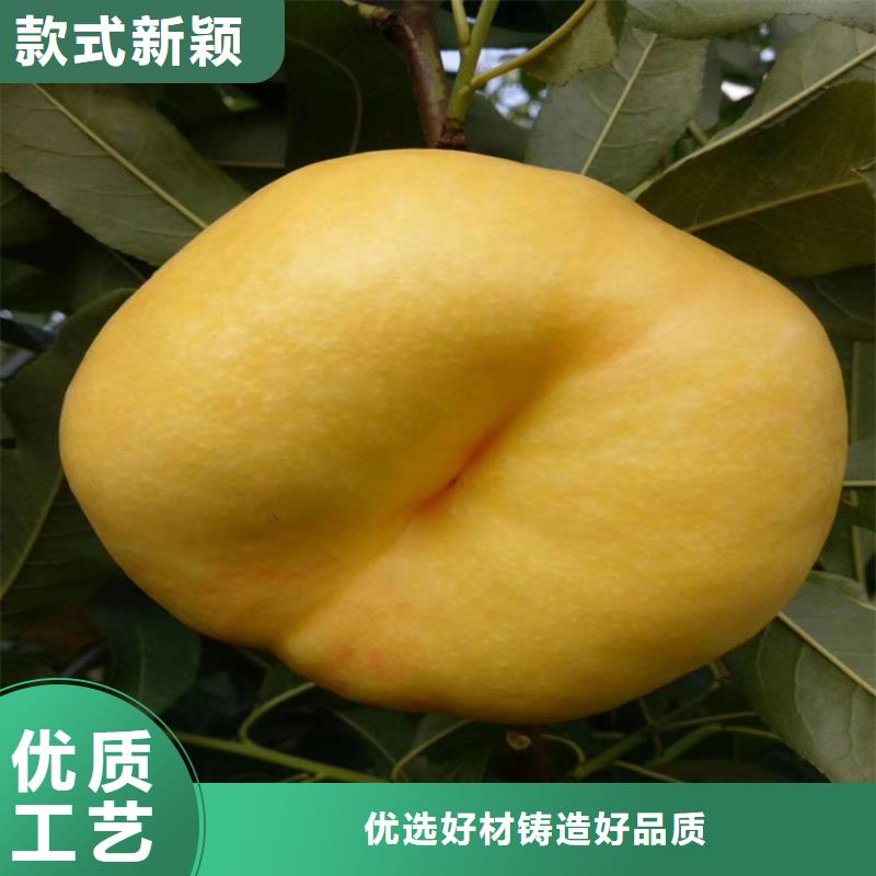 桃,樱桃苗一站式厂家