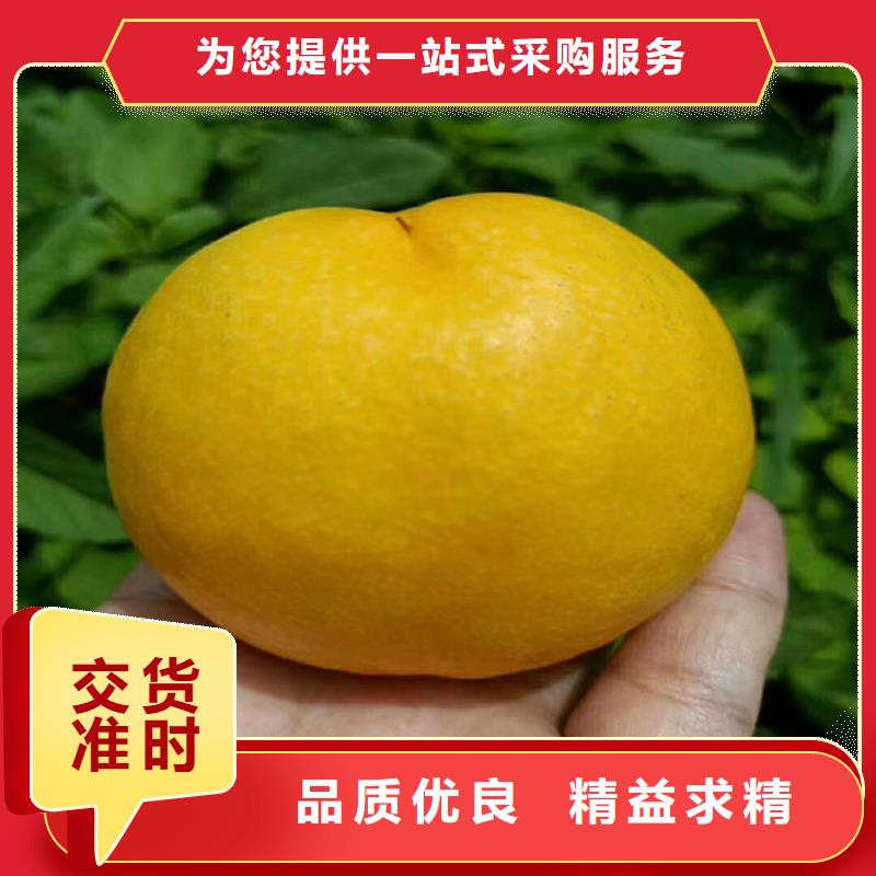 桃花椒苗服务至上