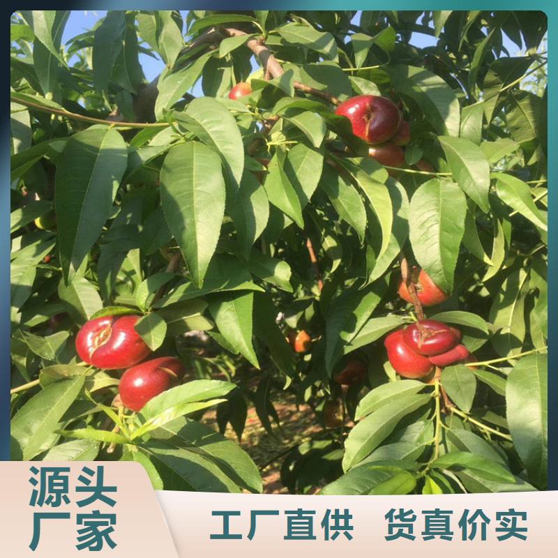 黑桃树苗批发价格