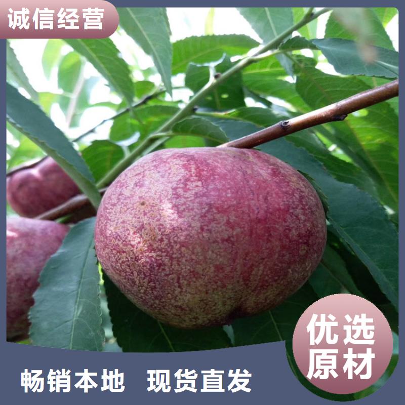 黑桃树苗什么品种好