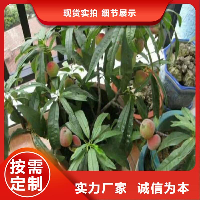 蟠桃树苗适合种植地区/轩园园艺场