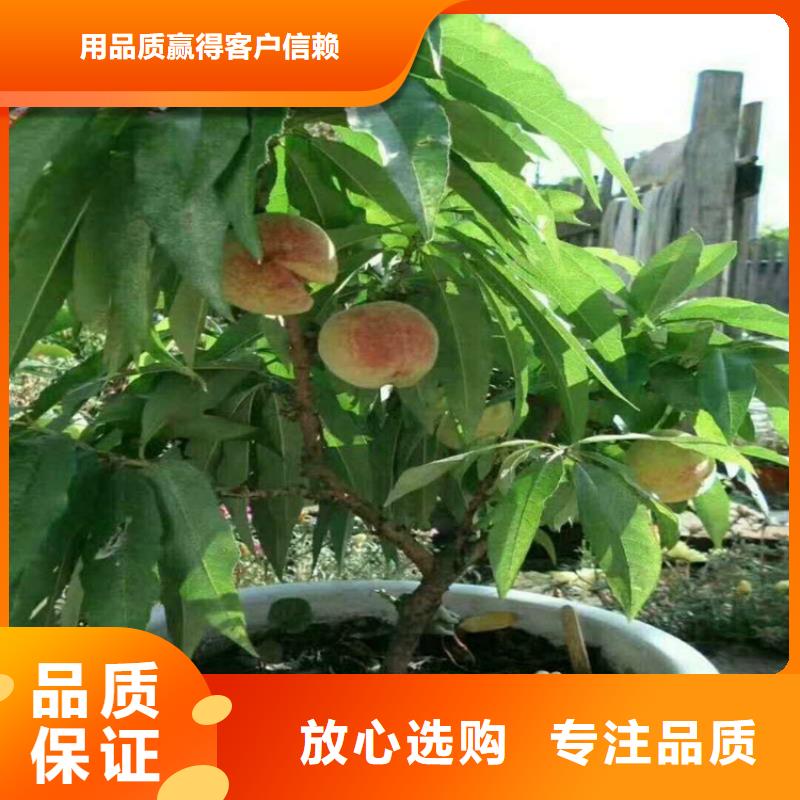 桃【石榴树】精挑细选好货