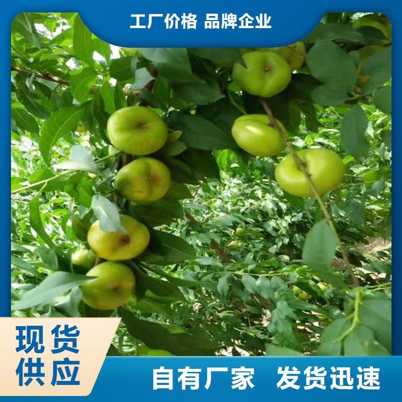 桃【石榴树】精挑细选好货