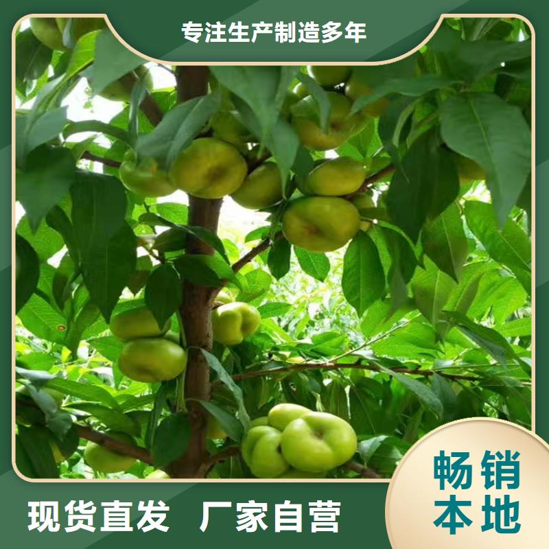 桃梨树苗工期短发货快