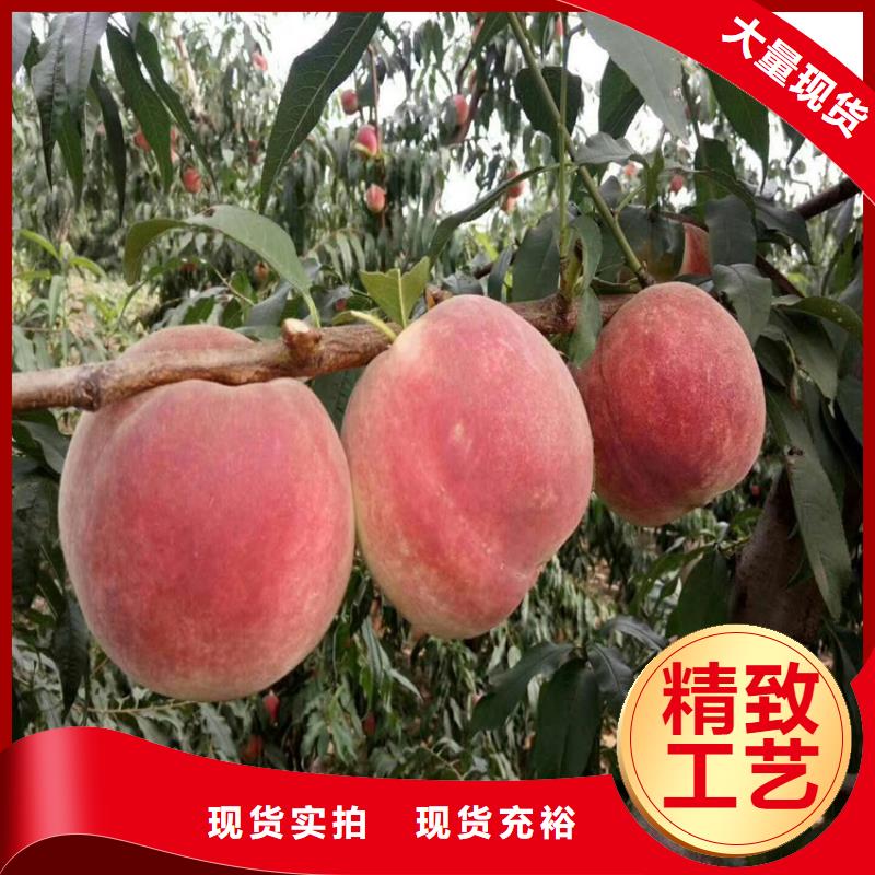 桃梨树苗工期短发货快