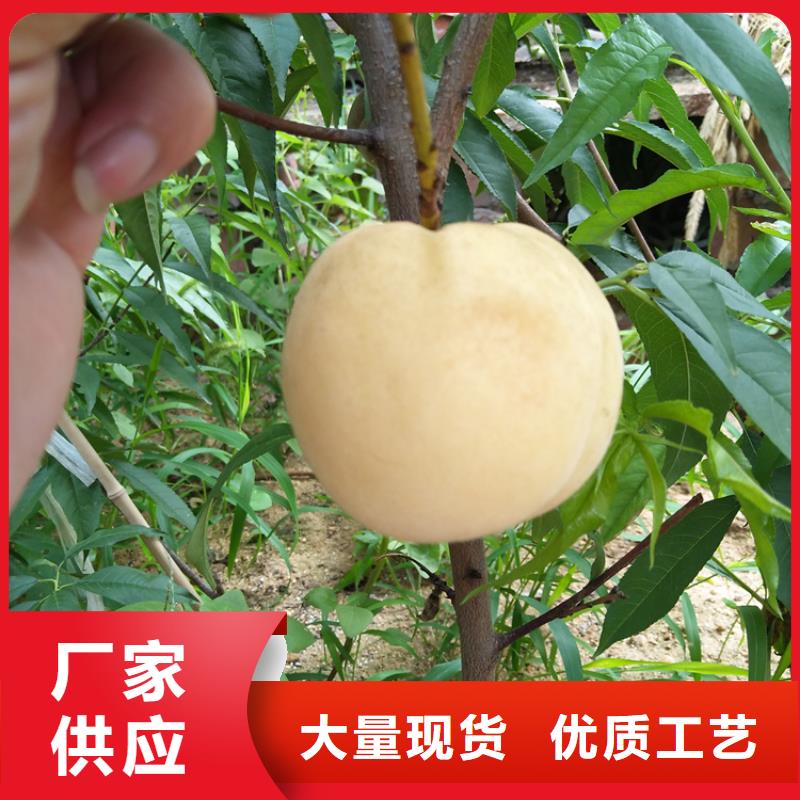嫁接桃树全国发货/轩园园艺场