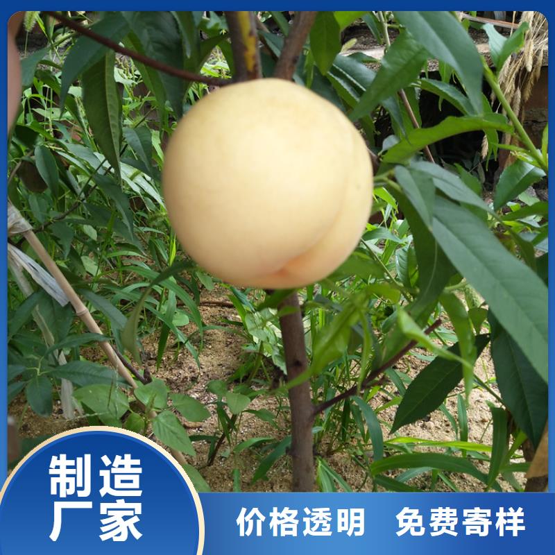 嫁接桃树全国发货/轩园园艺场
