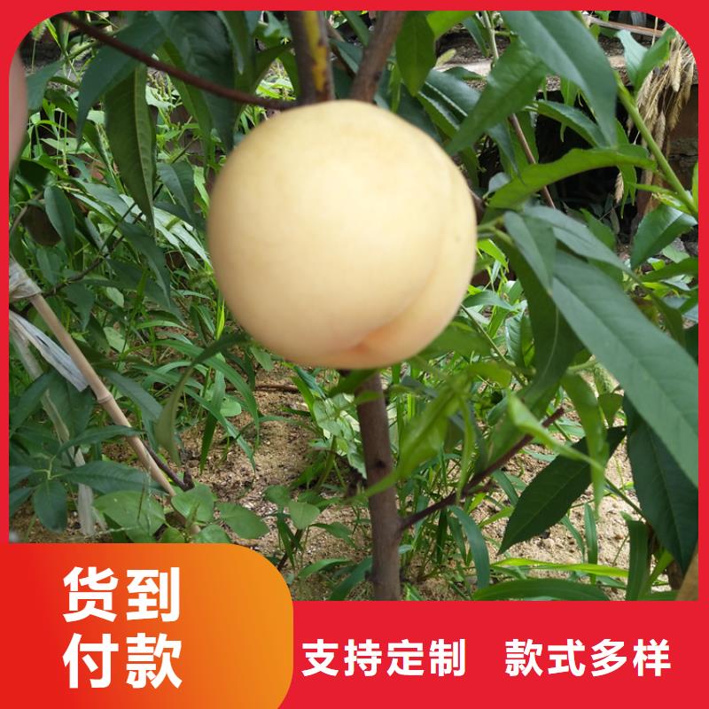 桃北美冬青种类多质量好