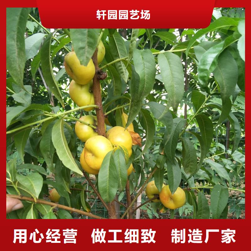 桃李树苗快捷的物流配送