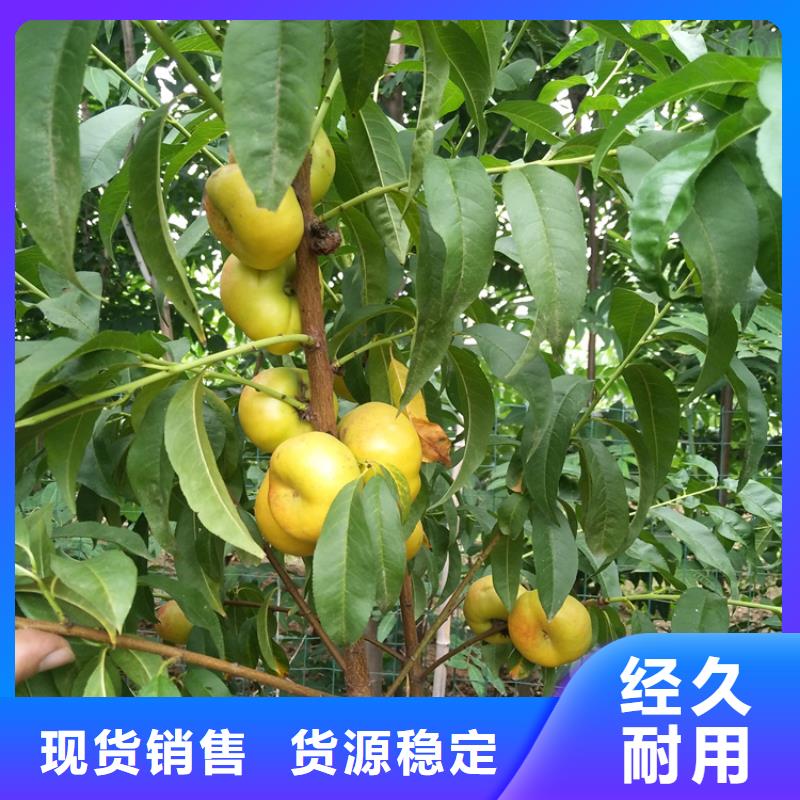 【桃】苹果苗免费询价