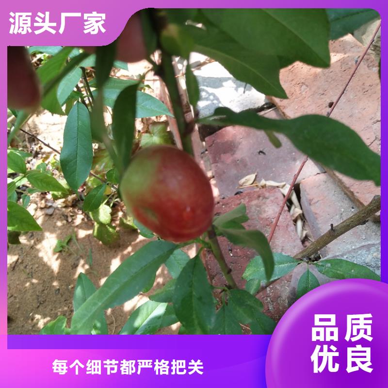 新品种桃树苗现挖苗现发货