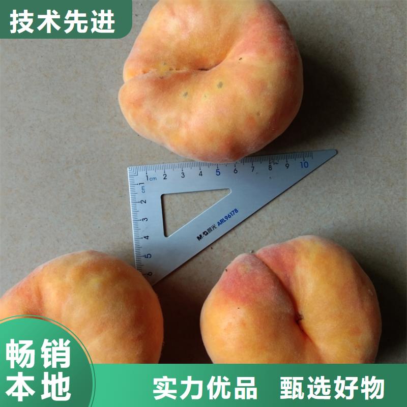黑桃树苗批发价格