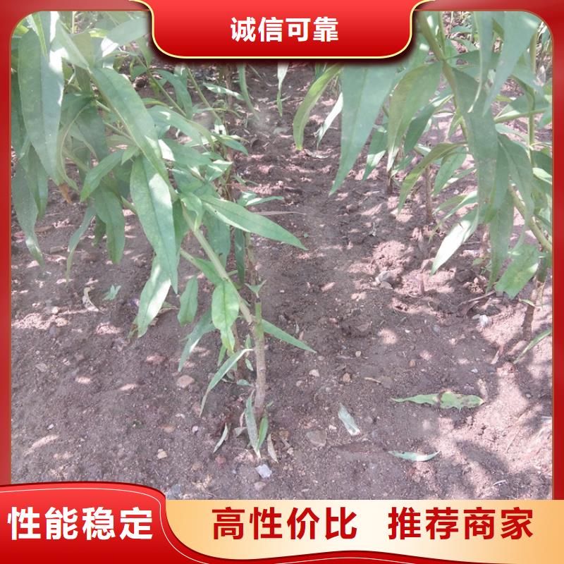 桃苹果苗厂家直销规格多样