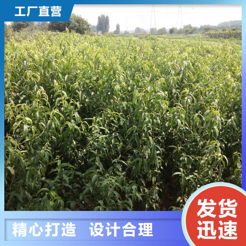 桃北美冬青种类多质量好