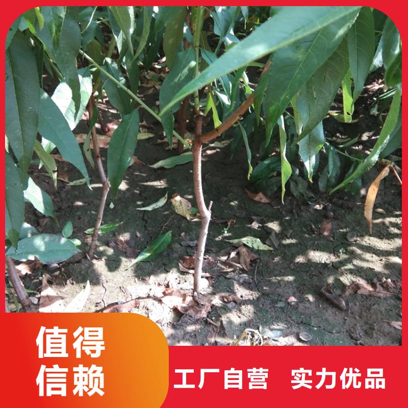 黄桃苗量大从优
