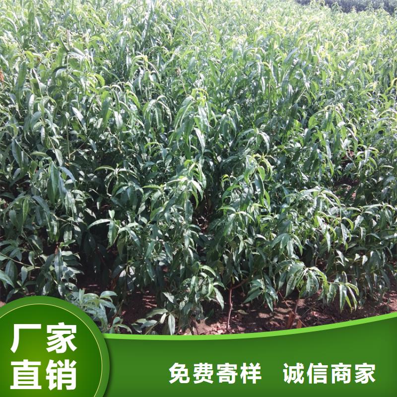 桃【猕猴桃苗】助您降低采购成本