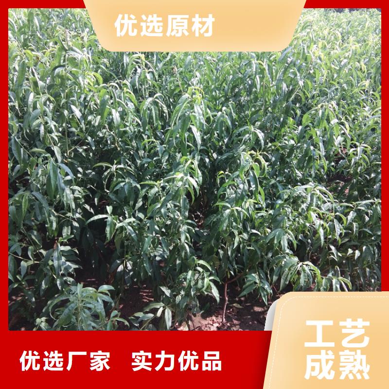 黑桃树苗批发价格