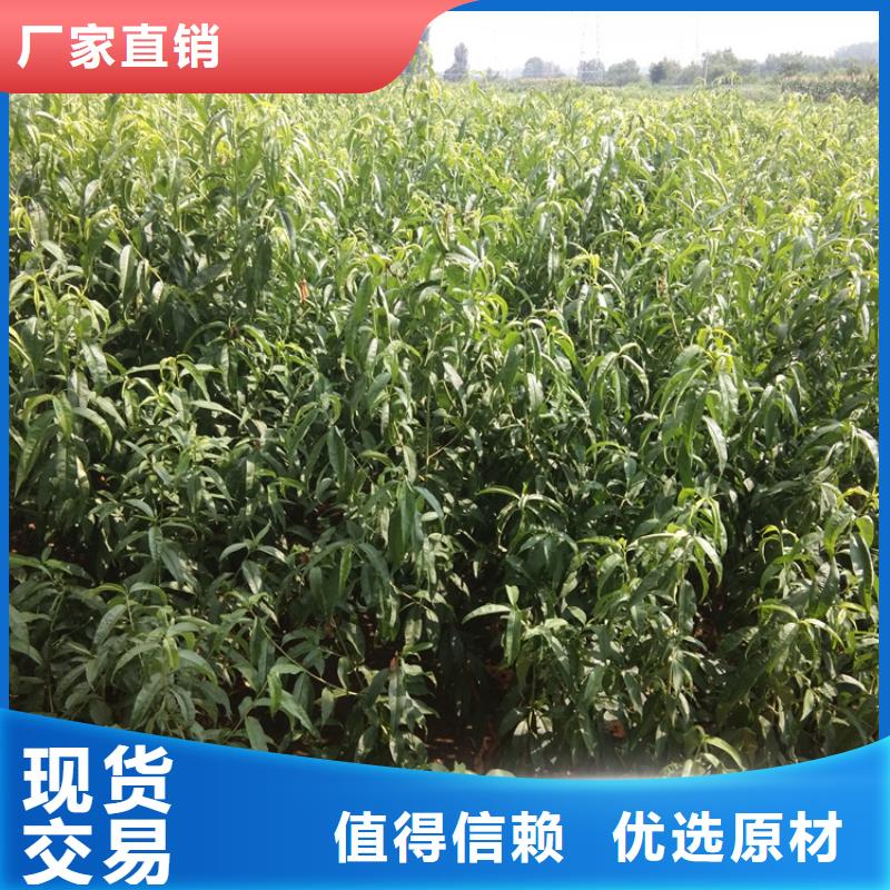 桃梨树苗工期短发货快